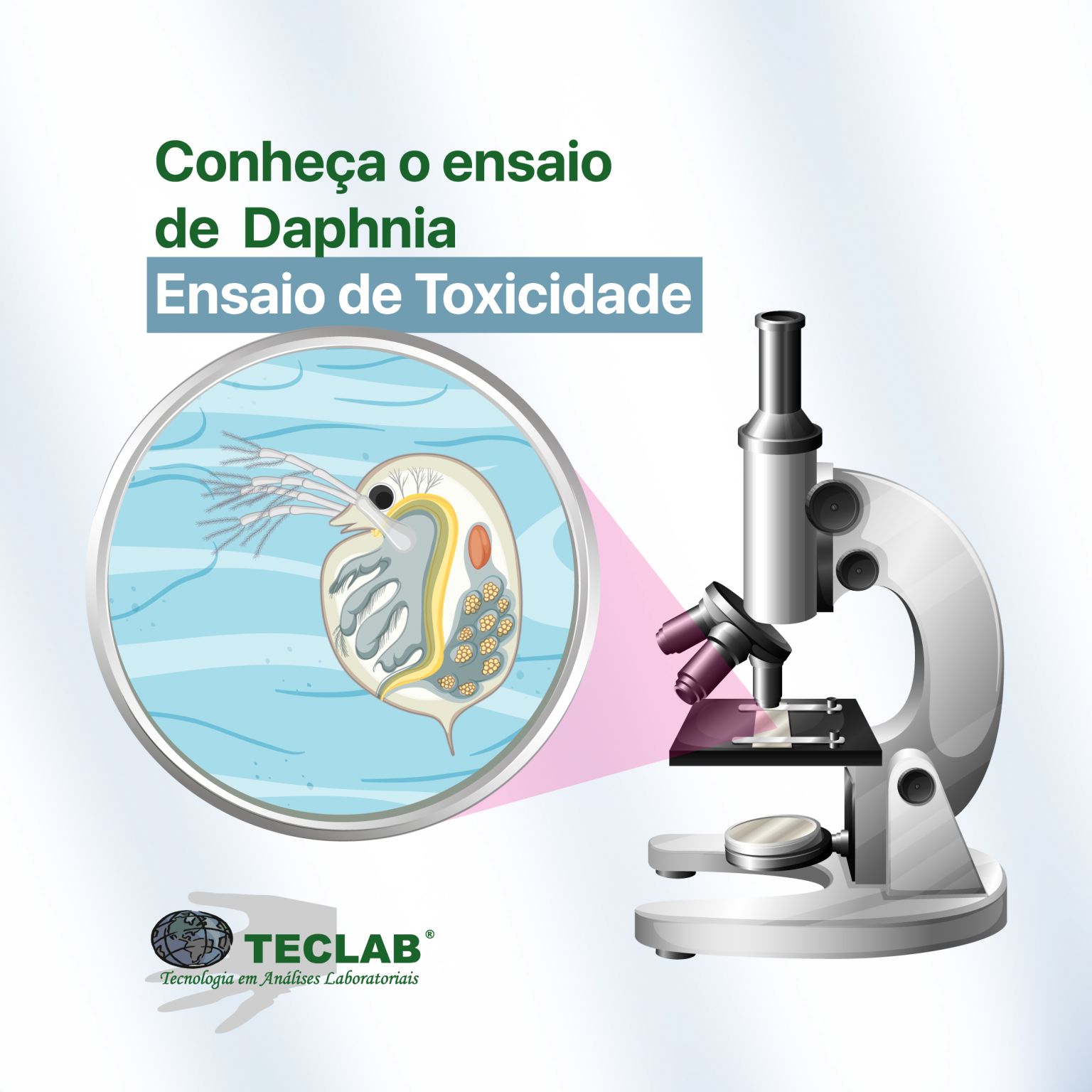 Daphnia spp